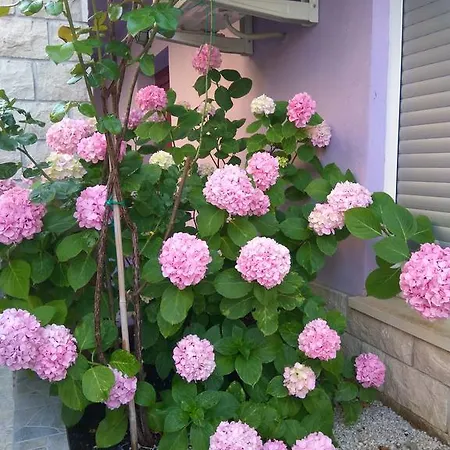 Viola Aparthotel 4*