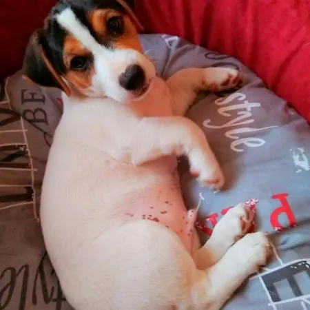 Viola شقة فندقية بيشكانا أوفالا