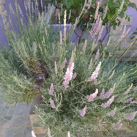 Viola 4* Pjescana Uvala