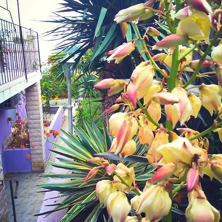 Aparthotel Viola 4*