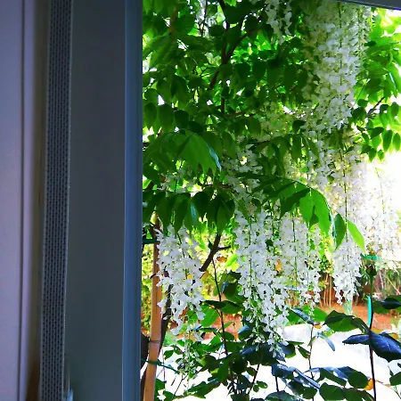 Viola بيشكانا أوفالا