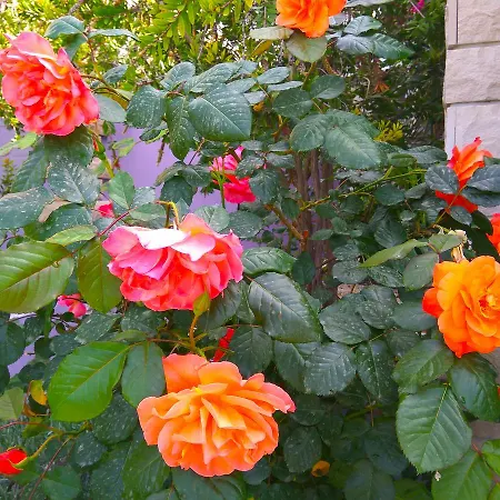 Viola Appart hôtel Pjescana Uvala