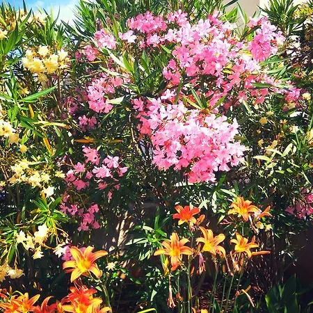 Viola Apart Otel Pjescana Uvala