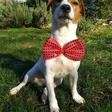 Viola Apart Otel Pjescana Uvala