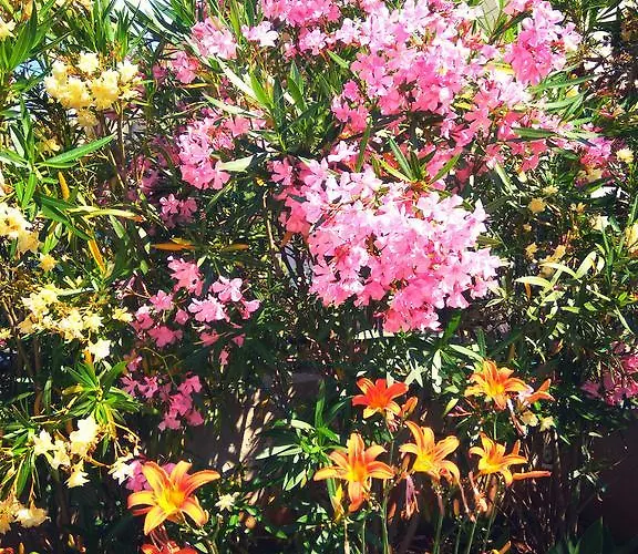 Viola מלון דירות פיישצ'נה אובלה