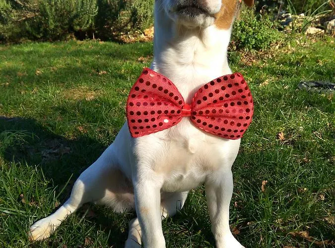 维欧拉公寓式酒店 公寓式酒店 普耶斯察纳乌瓦拉