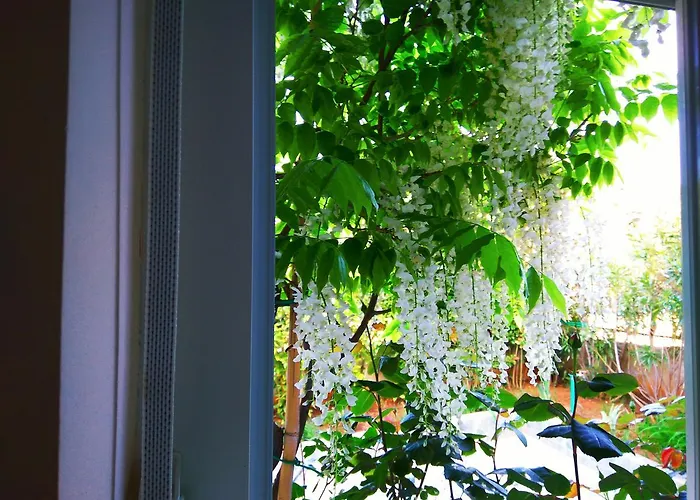 Viola פיישצ'נה אובלה