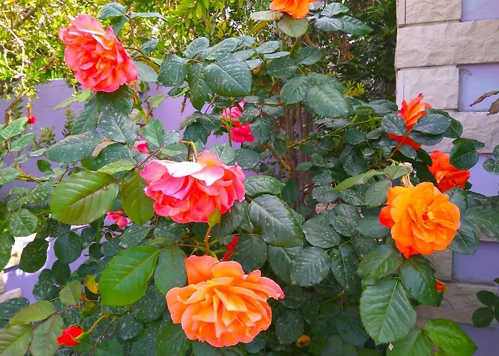 Viola מלון דירות פיישצ'נה אובלה